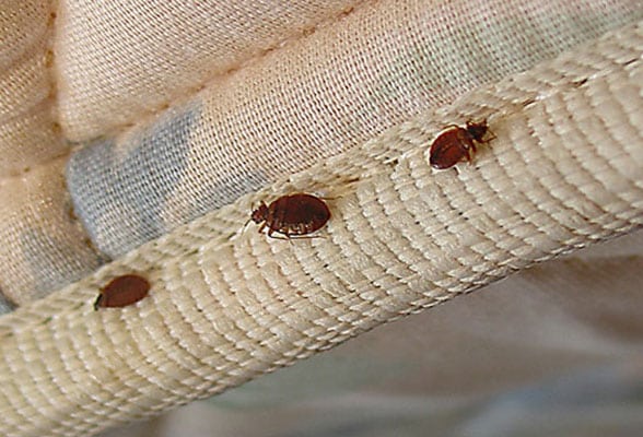 bed-bug-service