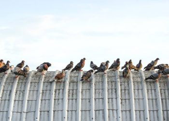 BIrd-Control-For-Commercial-Purpose