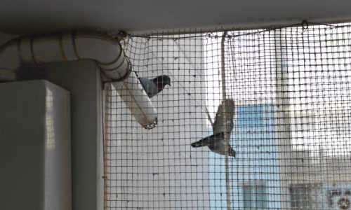 Two pigeons behind a protective net on a window or balcony, indoor cropped shot