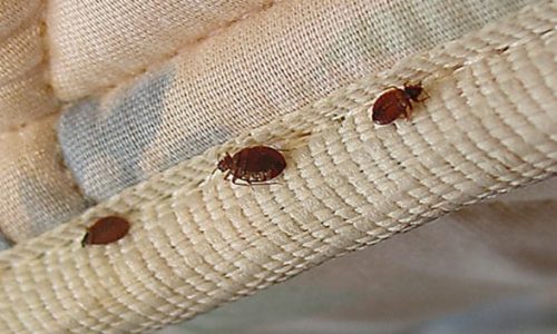 bed-bug-service