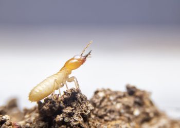 The small termite on decaying timber. The termite on the ground is searching for food to feed the larvae in the cavity.