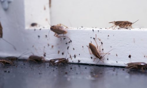 how to get rid of roaches image1