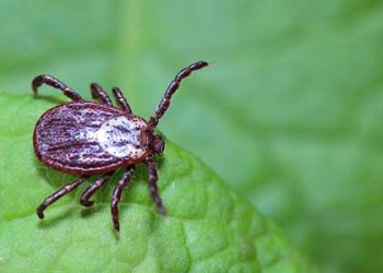 tick-control